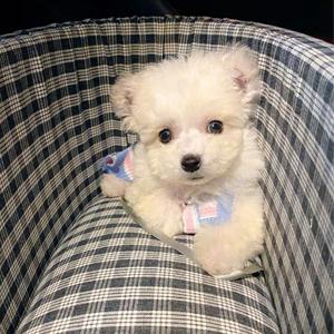 Armrest Pet Safety Seat